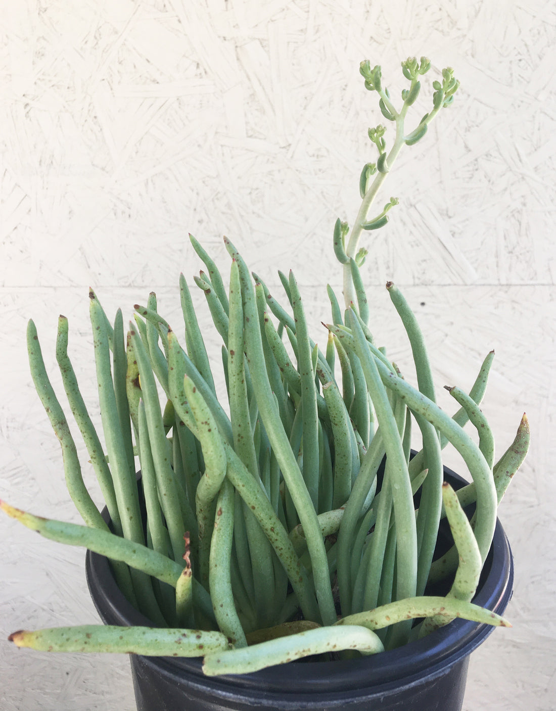 icy fingers succulent Dudleya edulis – Plant Material