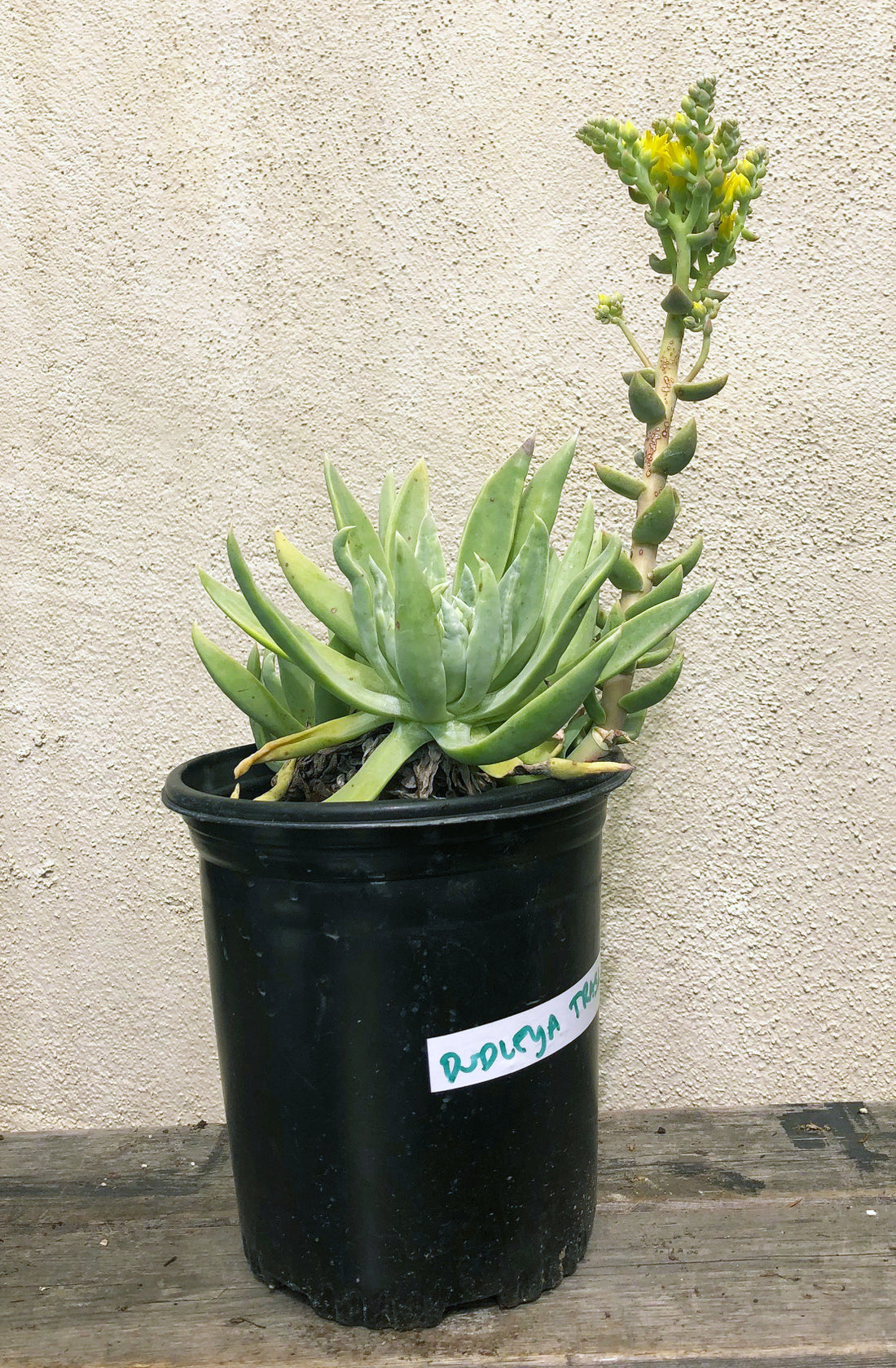 dudleya succulent rare Dudleya traskiae – Plant Material