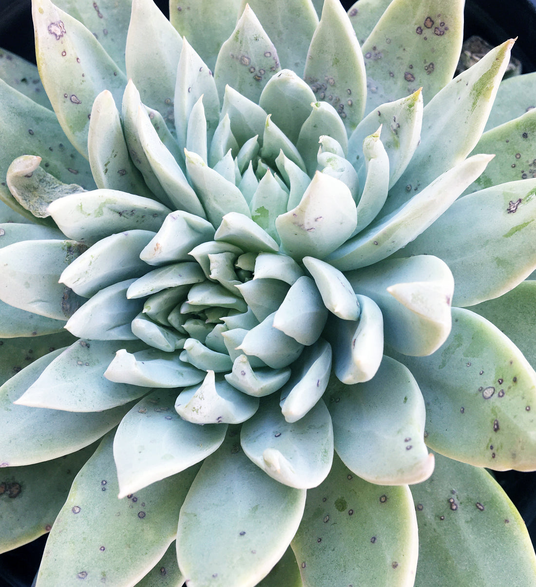 succulent dudleya Dudleya traskiae – Plant Material