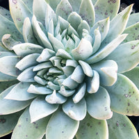 Dudleya traskiae