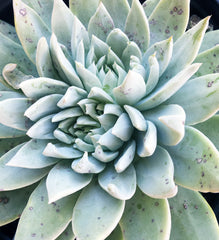Dudleya traskiae