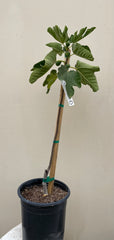 Osborne Fig