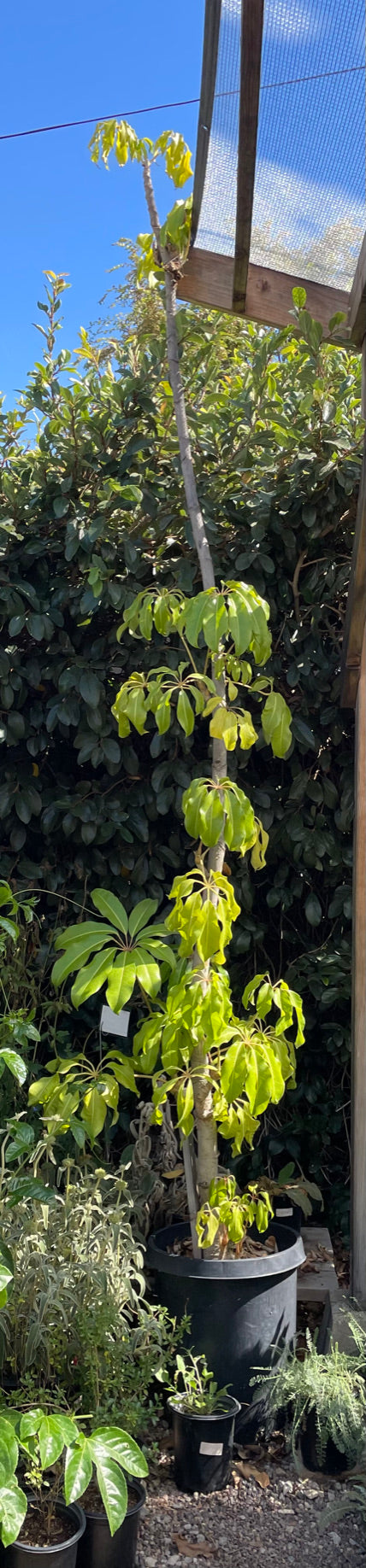 Tupidanthus calyptratus (umbrella tree or mallet flower)