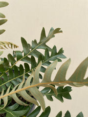 Banksia blechnifolia, Coast banksia