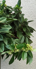 Frangula cal. 'Ed Holm', Coffee Berry