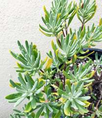 Eriogonum arborescens (Santa Cruz Island Buckwheat)