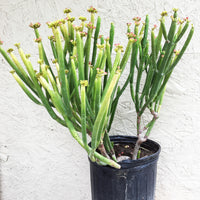 Euphorbia leucodendron