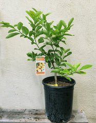Eureka Lemon, standard