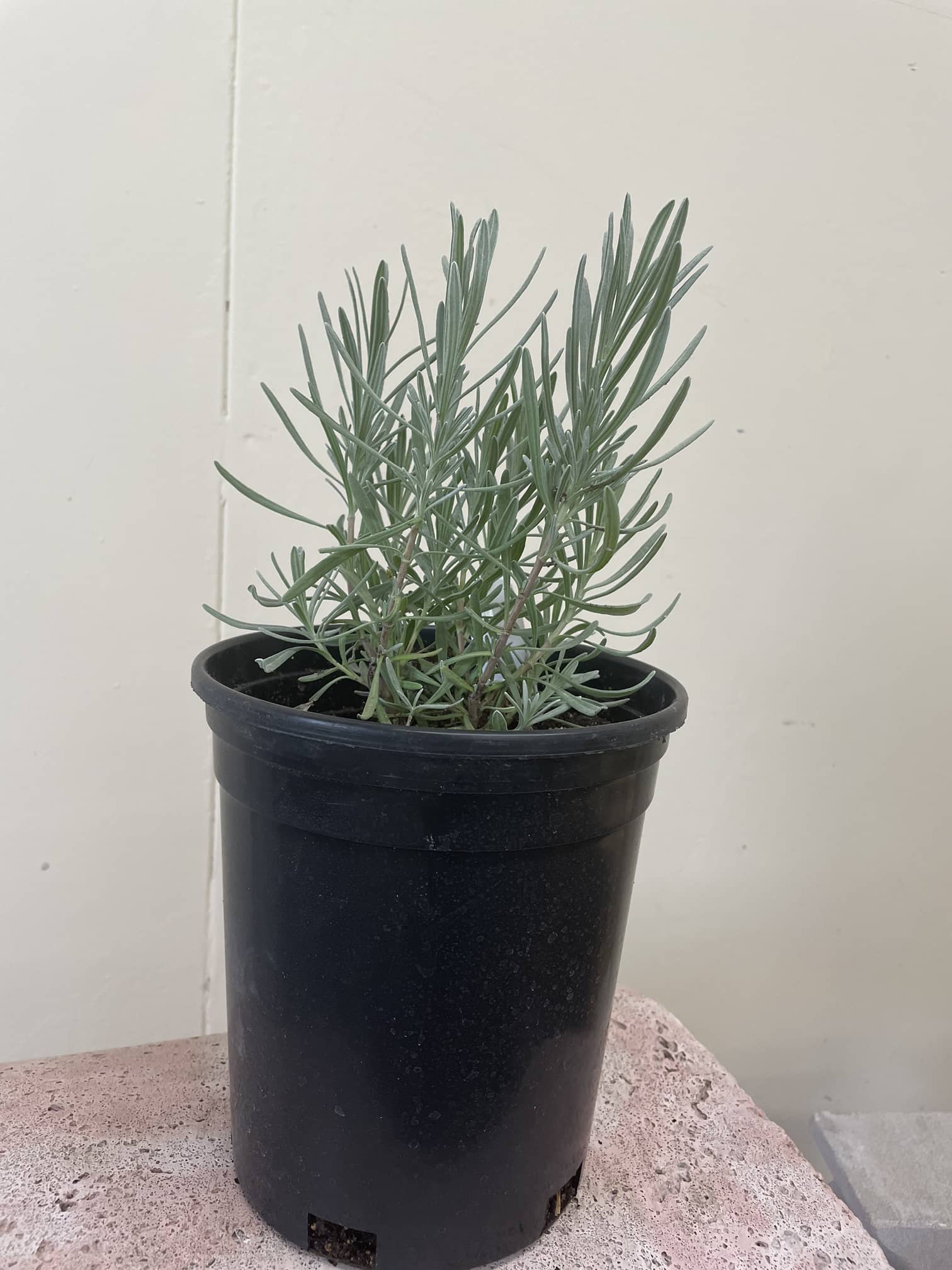 Organic Provence English Lavender 1 Gallong