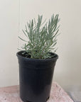 Organic Provence English Lavender 1 Gallong
