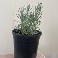 Organic Provence English Lavender 1 Gallong