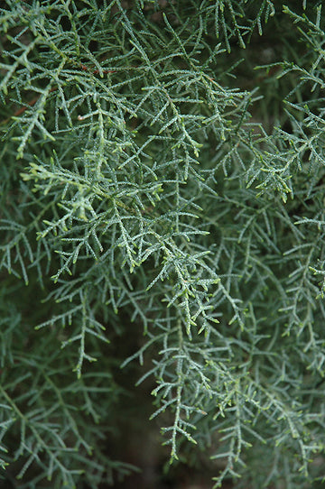 Cupressus montana (san pedro martir cypress)