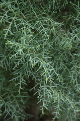 Cupressus montana (san pedro martir cypress)