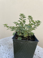 Certified Organic Oregano 4" pot
