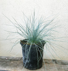 Festuca 'Siskiyou Blue'