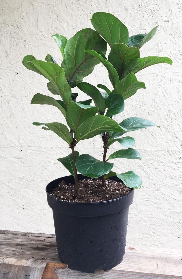 Ficus lyrata/pandurata (fiddle leaf fig)