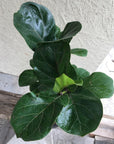 Ficus lyrata/pandurata (fiddle leaf fig)
