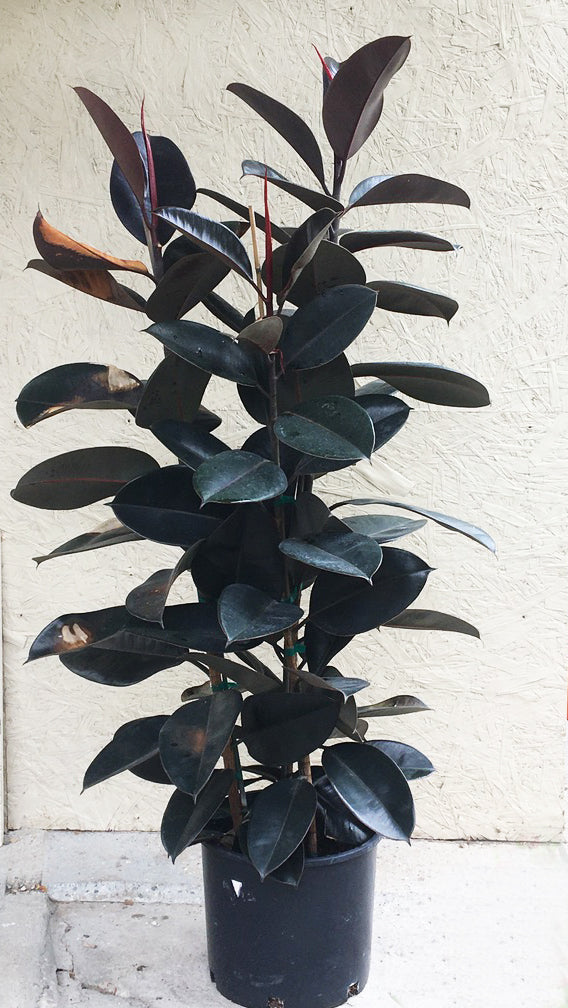 rubber tree vs ficus Ficus elastica decora (rubber fig)