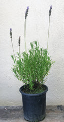 Lavandula dentata (French Lavender)