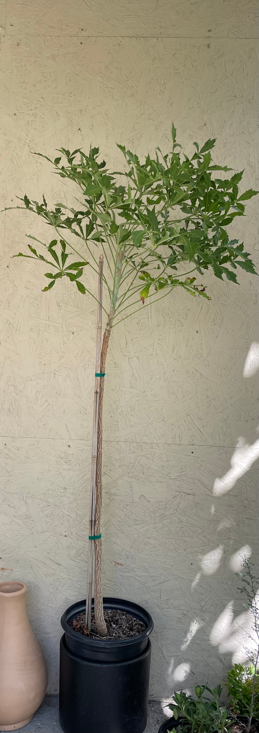 cabbage tree indoor plant Cussonia spicata (cabbage tree)