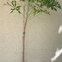 Cussonia spicata (cabbage tree)