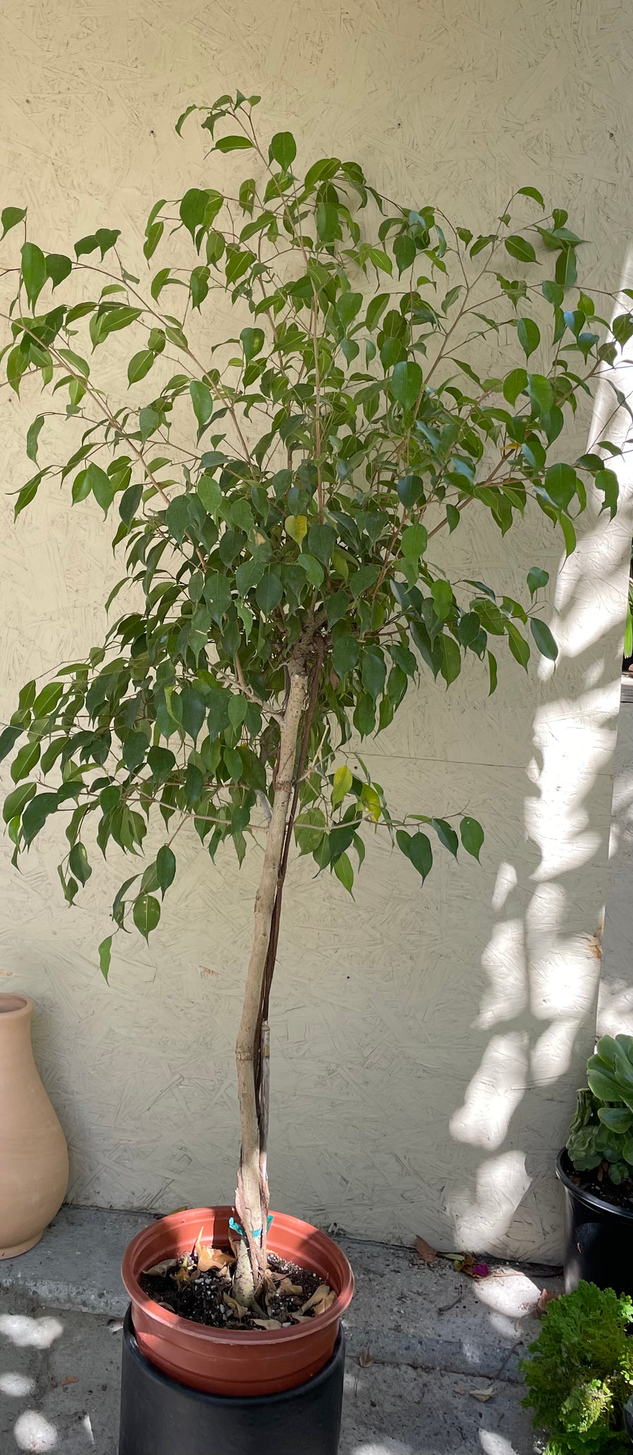 is weeping fig an indoor plant Ficus benjamina – Plant Material