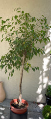 Ficus benjamina