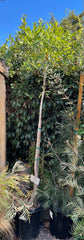 Cussonia transvaalensis, Grey Cabbage Tree