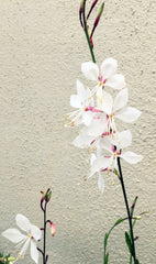 Gaura lindheimeri 'Whirling Butterflies'