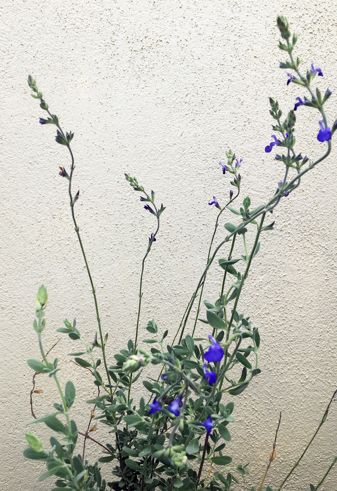 Salvia chamaedryoides (Germander Sage)