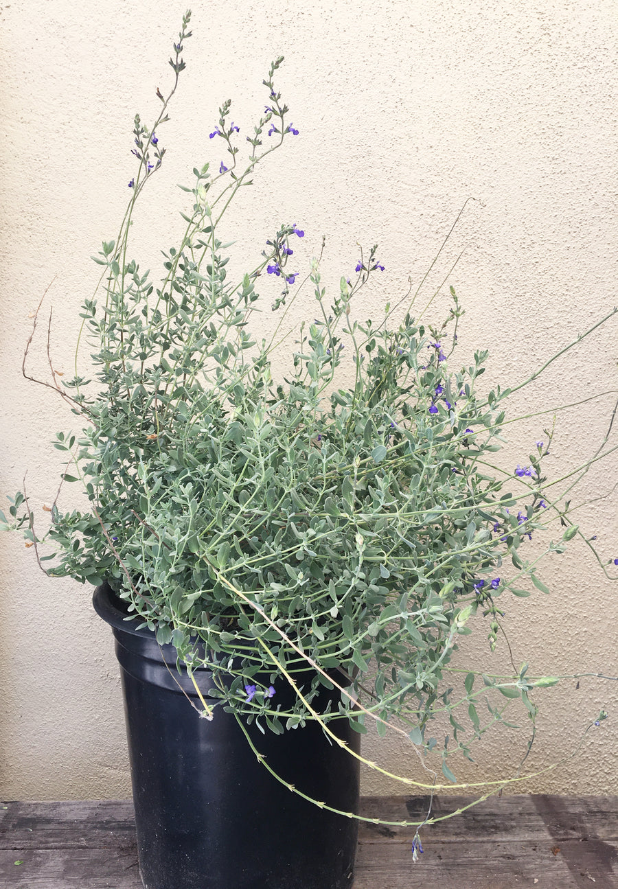 Salvia chamaedryoides (Germander Sage)