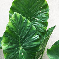 Alocasia macrorrhiza 'Giant Taro' (elephant ear)