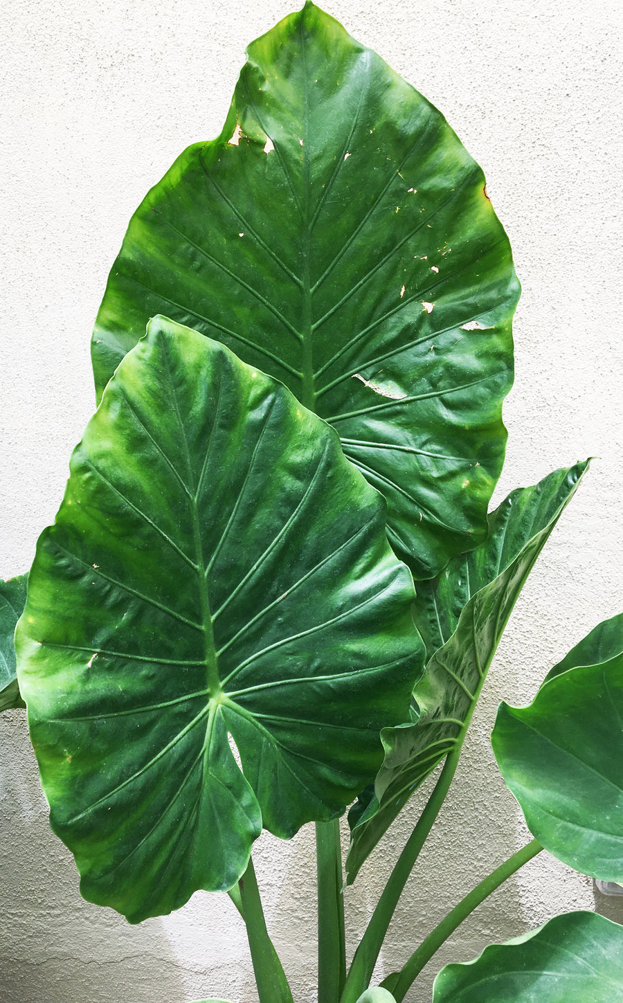 elephant ear plant vs taro Alocasia macrorrhiza 'Giant Taro' (elephant ear) – Plant Material