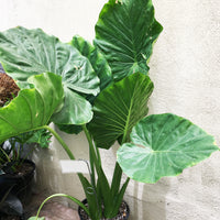 Alocasia macrorrhiza 'Giant Taro' (elephant ear)