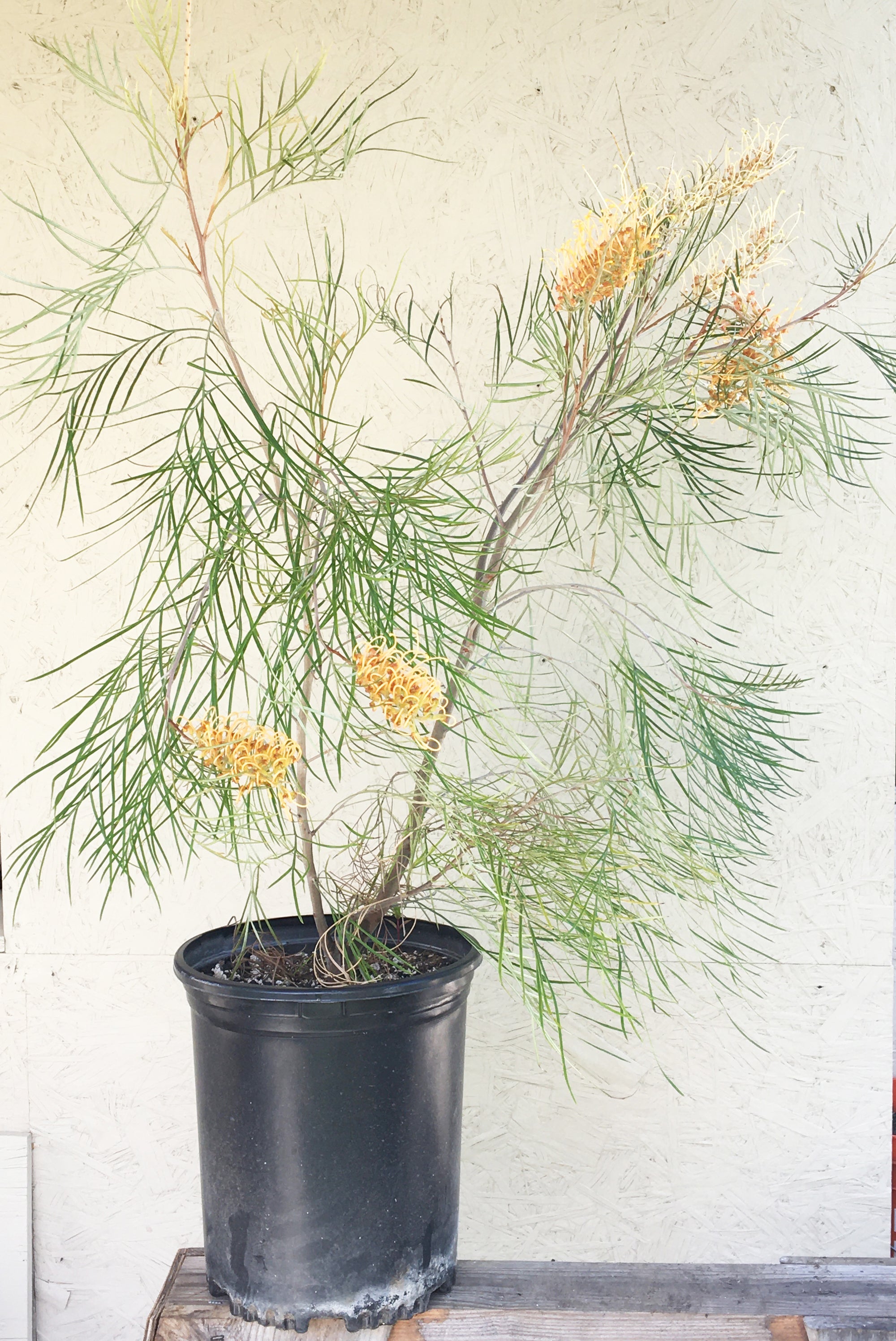 Grevillea 'Little Honey' 5 Gallon
