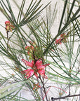 Grevillea 'Long John'