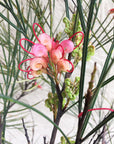 Grevillea 'Long John'