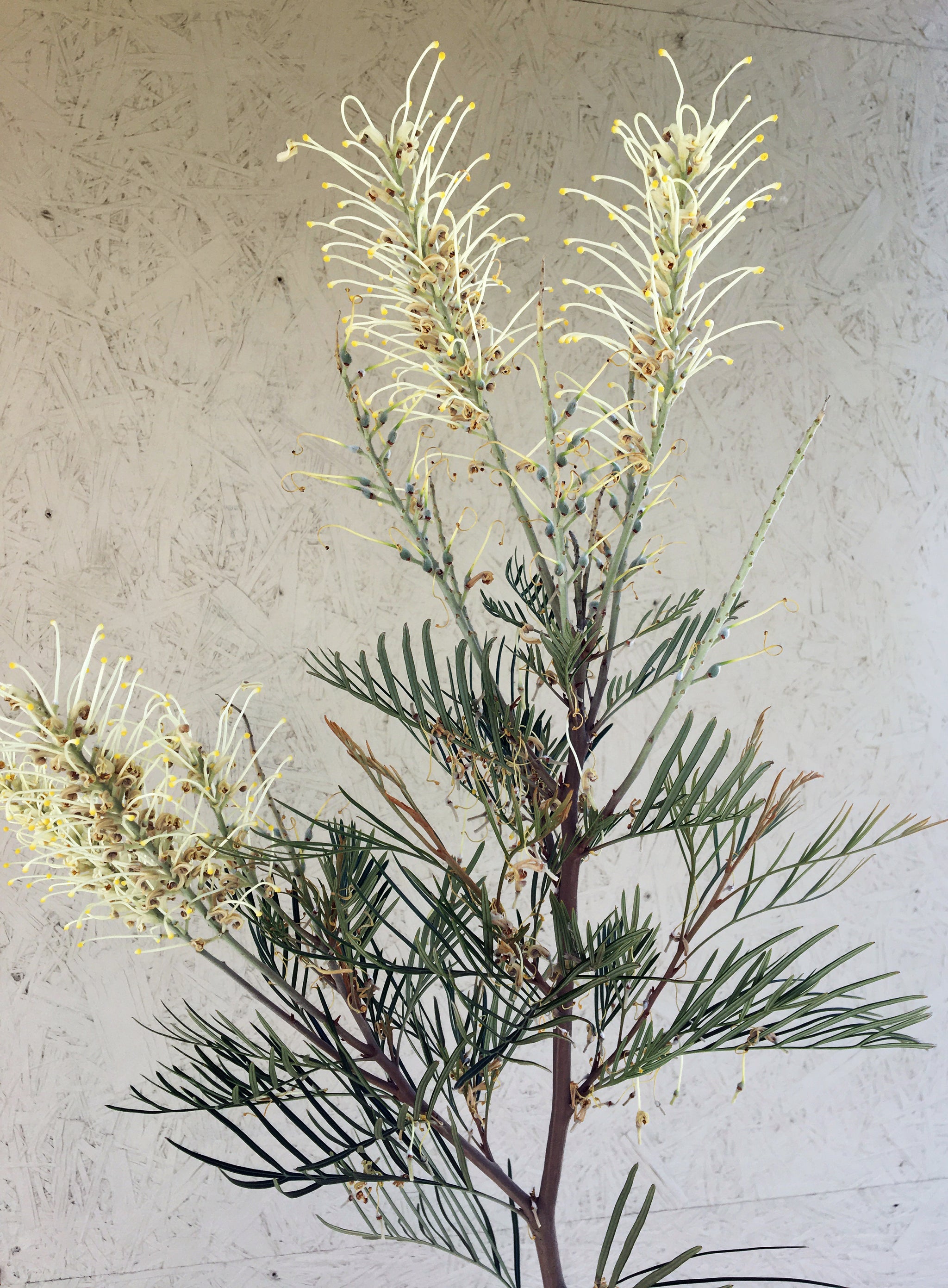 Grevillea 'Moonlight' – Plant Material