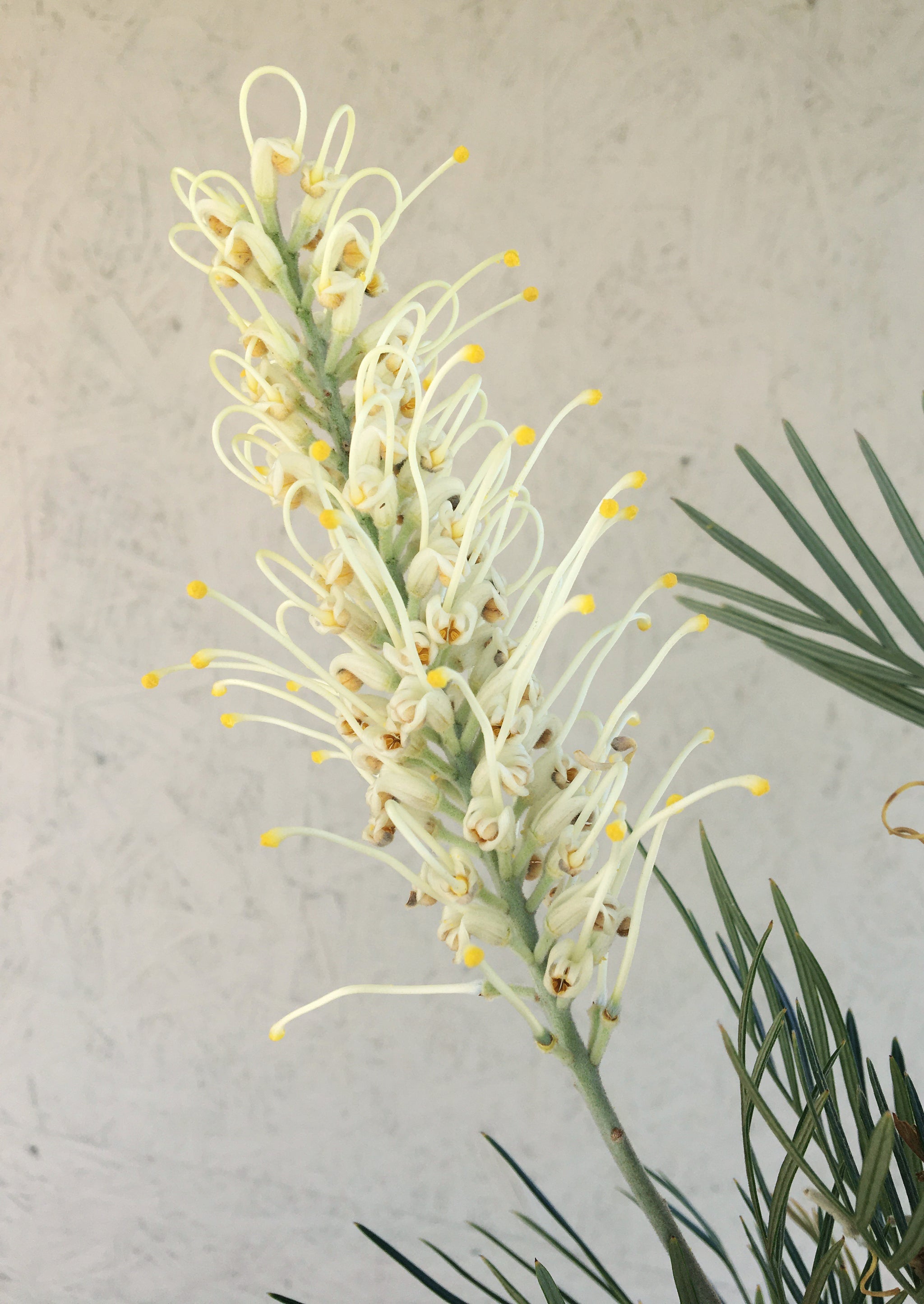 Grevillea 'Moonlight' – Plant Material