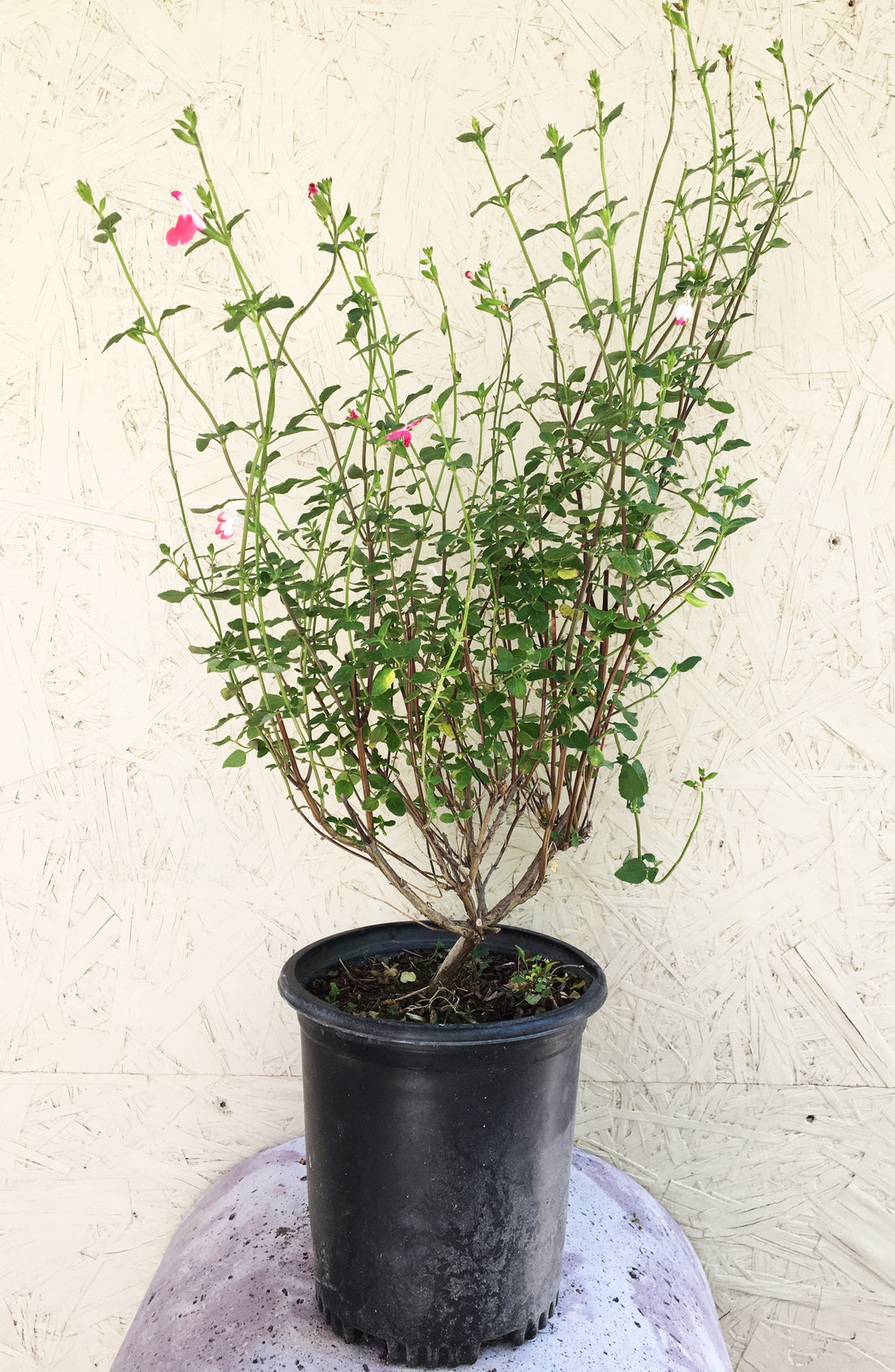 hot lips succulent plant Salvia microphylla 'Hot Lips' – Plant Material