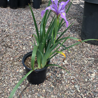 Iris 'Pacific Coast Hybrids'