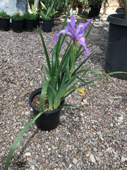 Iris 'Pacific Coast Hybrids'