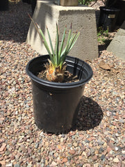 Hesperoyucca whipplei (foothill yucca)