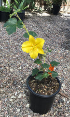 Fremontodendron 'San Gabriel'