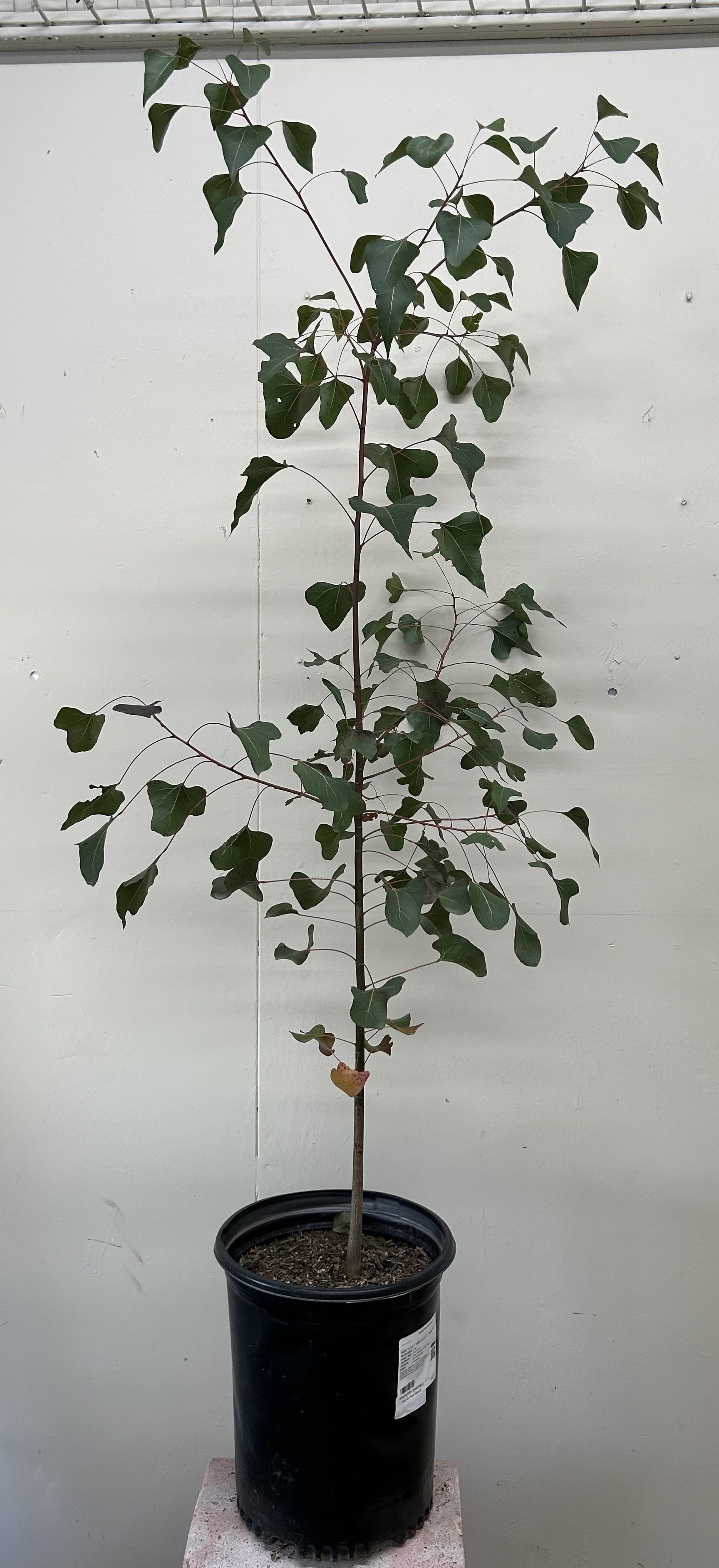 Brachychiton populneus