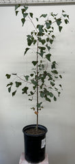 Brachychiton populneus