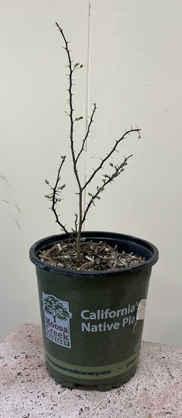 Prosopsis glandulosa ssp. torreyana, Mesquite