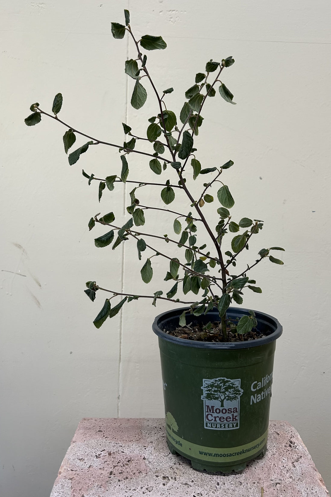 Ceanothus oliganthus, Hairy Ceanoths