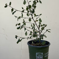 Ceanothus oliganthus, Hairy Ceanoths