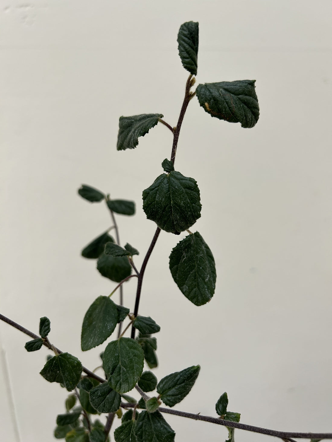 Ceanothus oliganthus, Hairy Ceanoths leaves